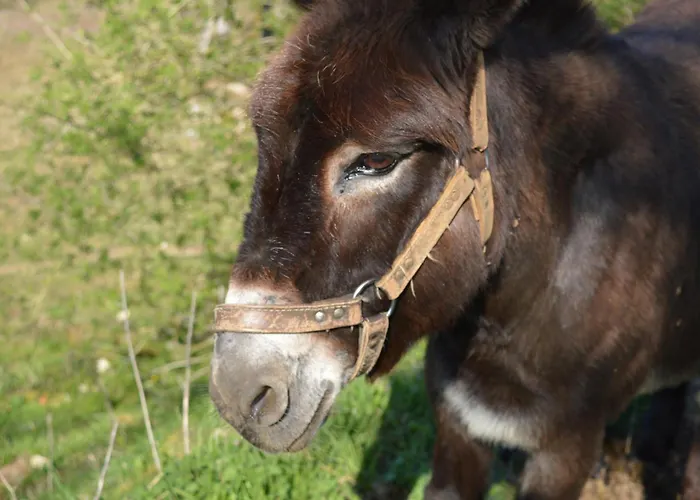 Tatil Evi La Grange - Proche Sarlat Jayac